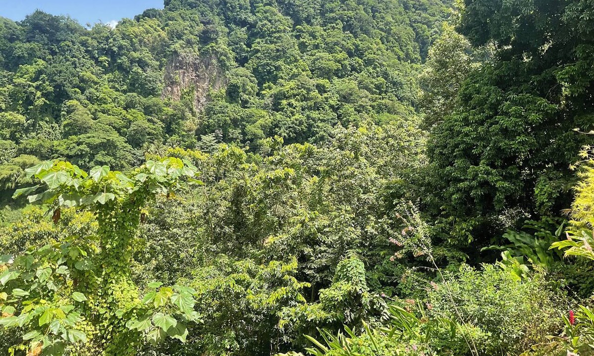Barroui Cabin | Bauhinia Tropical 2 bedroom Retreat Cottage