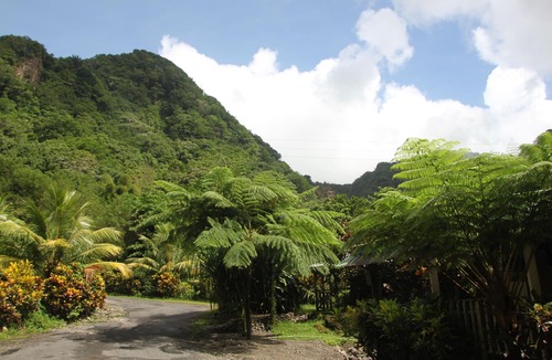 Saint George Parish Villa | Natty Tropical Valley