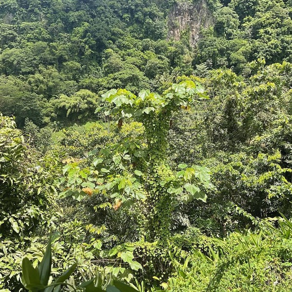 Aura Spectacular Valley Views, Spacious Balconies & Hammocks in Roseau