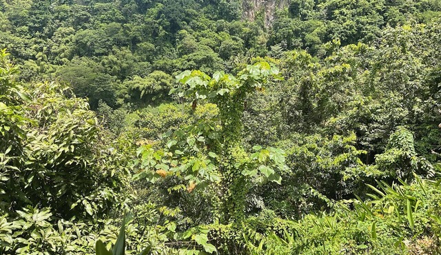 Aura Spectacular Valley Views, Spacious Balconies & Hammocks in Roseau