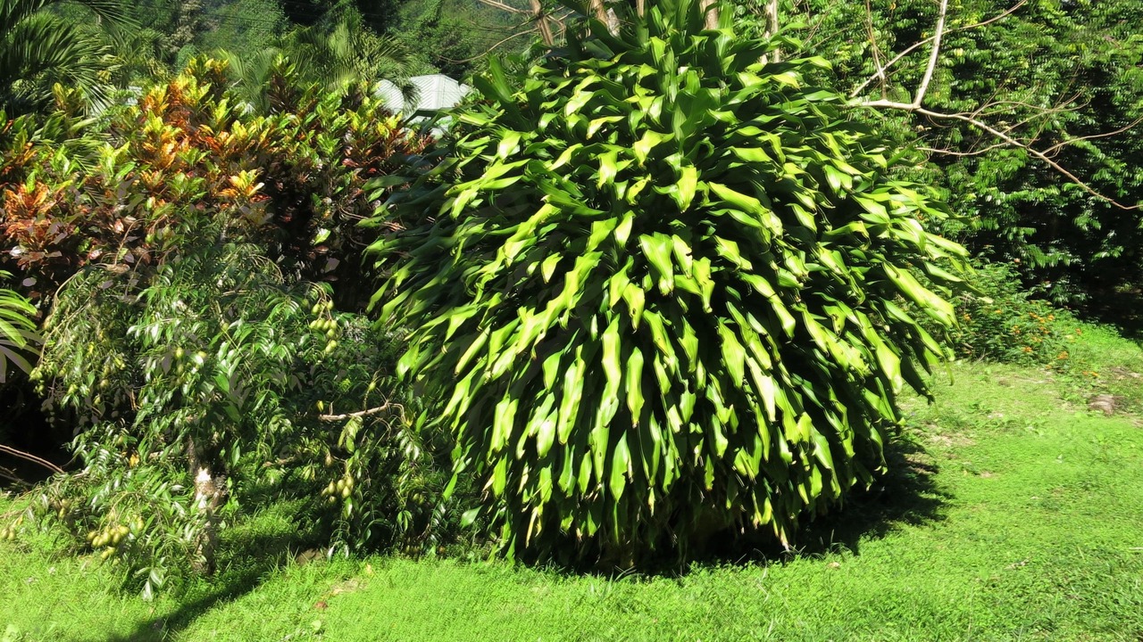 Photo of Outdoor in Fond Cani