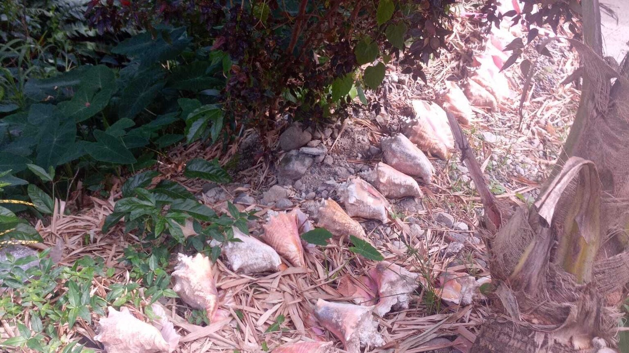 Photo of Outdoor in Fond Cani