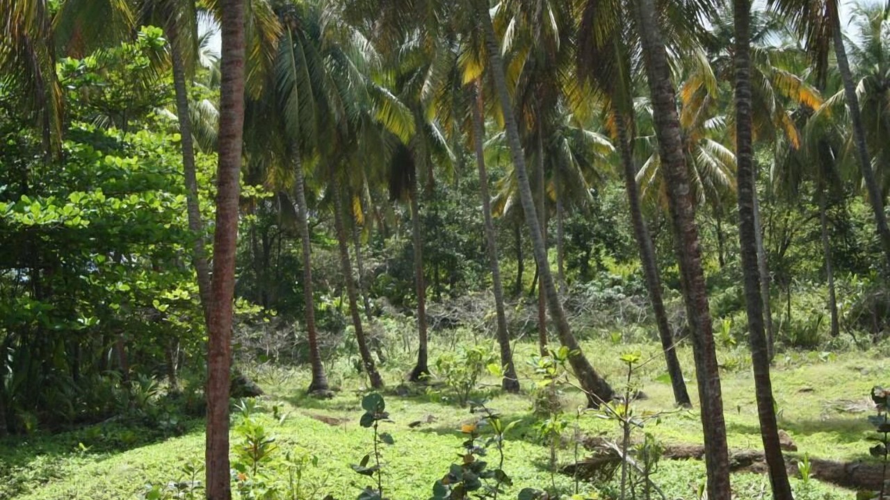 Photo of Outdoor in La Plaine