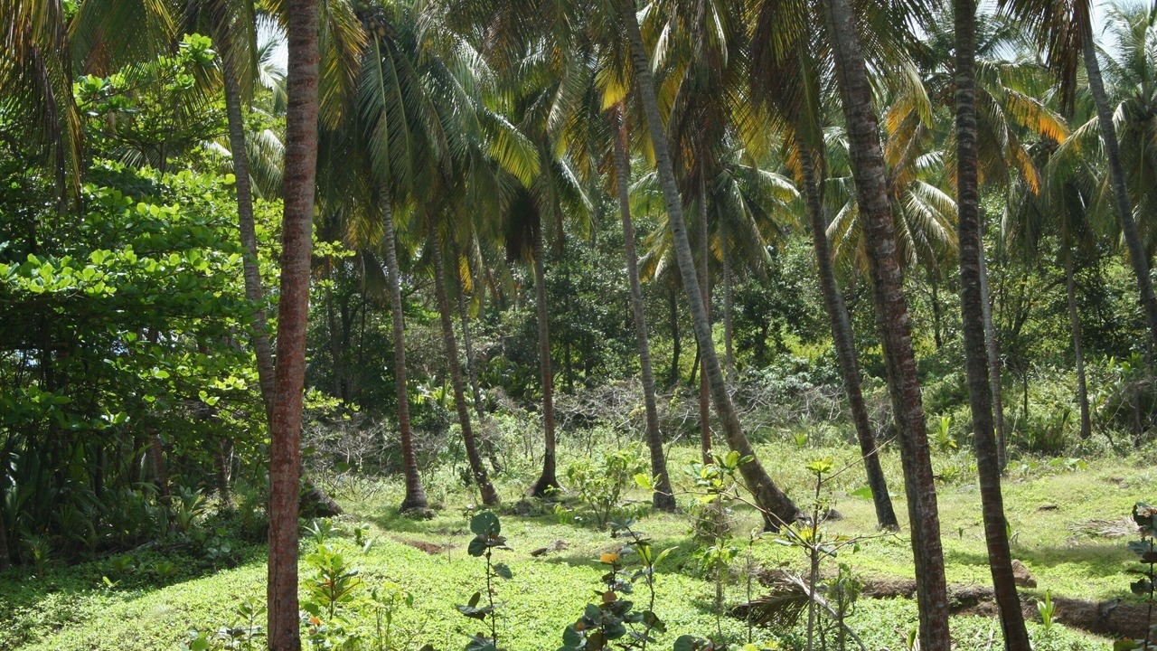 Photo of Outdoor in La Plaine