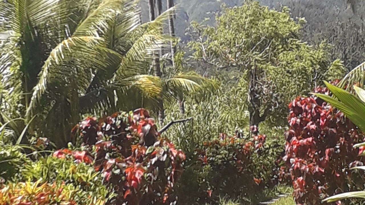 Photo of Outdoor in La Plaine