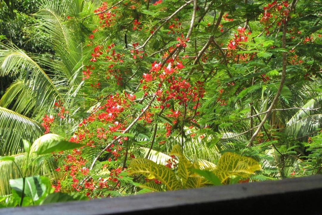 Photo of Others in Marigot