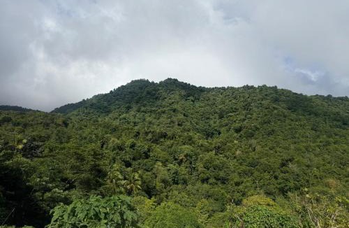 Portsmouth Apartment | Tropi-Kal Synergy Mountain View Home in Dominica